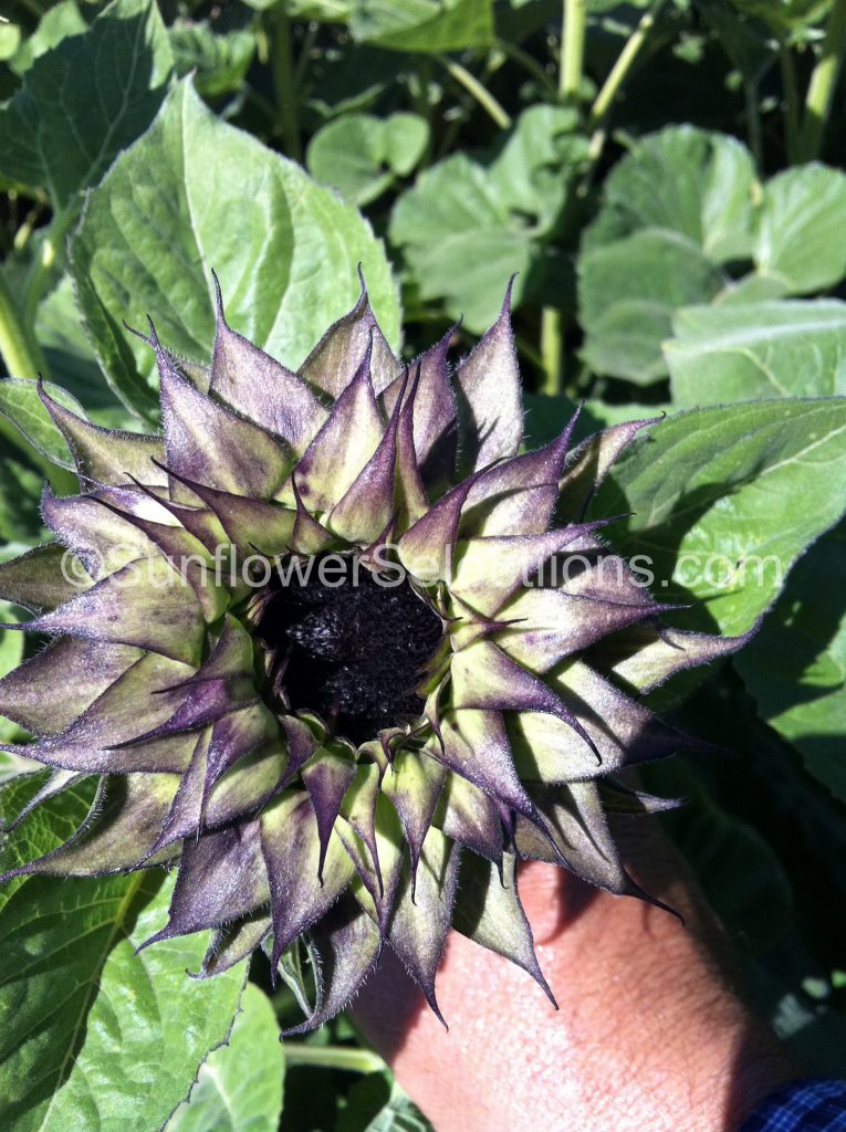 SunFill™ Purple - Now Available Sunflowers - SunflowerSelections.com